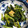 みゃいさん's cooksnap of when they made 野沢菜しょうゆ漬け.