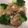snow012's cooksnap of when they made 簡単 子供が喜ぶ鳥旨い！モモ肉のトマト煮.