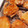 ✾ぐーぺこりっち✾'s cooksnap of when they made さっくりジューシー☆竜田揚げ風唐揚げ.
