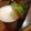 たけのこゆ's cooksnap of when they made ビールが旨くなる「すだちビール」.