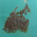 クック021E2T☆'s cooksnap of when they made かぼちゃの種を簡単に洗う方法.