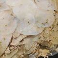 たらららーん's cooksnap of when they made フライパンで☆大根と豚肉のミルフィーユ.