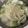 nessa1's cooksnap of when they made 鶏肉の水炊き.