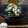 ダイナマイト漆黒's cooksnap of when they made ◎副菜 春菊とささ身の胡麻味噌和え.