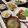 ぐりtoぐら's cooksnap of when they made 簡単♪大量消費♪白菜のピリ辛和え.