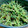 ココチャン's cooksnap of when they made 豆苗とツナの胡麻和え.