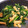 夕鈴♪'s cooksnap of when they made ほうれん草と油揚げの和風小鉢.