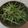 canaon's cooksnap of when they made 豆苗の塩こぶサラダ.