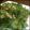 麻's cooksnap of when they made 鶏ささみのさっぱりサラダ.