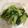 Karikari苺's cooksnap of when they made サッパリ♪ちんげん菜のおひたしサラダ.