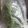 クックZVL9NR☆'s cooksnap of when they made 春菊の保存方法.