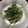 かんじきんぐ's cooksnap of when they made 【弁当のおかずに】水菜と椎茸のさっと炒め.