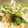 monjimari's cooksnap of when they made 大根の梅おかか和え.