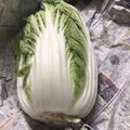 ピング〜's cooksnap of when they made 丸ごと白菜の長持ちさせる方法だワン.