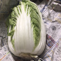 ピング〜's cooksnap of when they made 丸ごと白菜の長持ちさせる方法だワン.