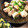 スージー＆ジル's cooksnap of when they made 里芋ともも肉の煮物♪煮るのは10分！.