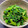 ☆あいちゃん's cooksnap of when they made 簡単わさび菜のゴマおかかのお浸し.
