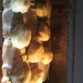 サトぶーママちゃん's cooksnap of when they made 米粉で作ったいきなり団子　モチモチです.