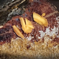 akiko's cooksnap of when they made ブリの照り焼き*黄金比率タレ*簡単.