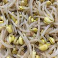 クック78R779☆'s cooksnap of when they made ダイエットにレンジで簡単もやしだけ.