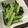 わたるんママ's cooksnap of when they made 青菜炒め.