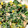 クックN46JBG☆'s cooksnap of when they made ほうれん草のごまツナマヨ和え.