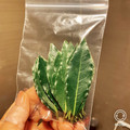 momoetsu's cooksnap of when they made 生月桂樹の葉の取扱いと保存.