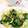 クックE662AA☆'s cooksnap of when they made 青梗菜の中華風炒め.