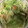 かおり♡♡♡'s cooksnap of when they made 10min簡単！キャベツのエビマヨ炒め♪.