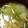 ヨシヨッシー's cooksnap of when they made チンゲン菜と卵のスープ　★宇都宮学校給食.