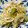 Mi7kuma's cooksnap of when they made セロリとささみのマスタード和え.