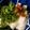 クックS987WA☆'s cooksnap of when they made 長芋の梅シソのせ.