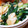 ﾋﾟﾛﾐ♡'s cooksnap of when they made ダシダでこく旨☆法蓮草の（青菜）卵炒め.