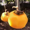 のらねこにゃん's cooksnap of when they made 夕陽色の干し柿.
