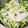 あさここなっつ's cooksnap of when they made 旨旨レタスの胡麻マヨサラダ.