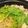 しんにし's cooksnap of when they made 簡単！添加物なしモツ鍋スープ（味噌）.