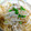 ユーロン's cooksnap of when they made 簡単！１鍋☆焼売ともやしのからし蒸し.