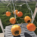 奈名ママ♡'s cooksnap of when they made ✿干し柿の作り方✿.
