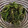クックLDX6TD☆'s cooksnap of when they made 簡単♪ほうれん草のごま和え.
