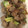 クックZ8J4H4☆'s cooksnap of when they made 皆の大好きな【豚とこんにゃくの味噌炒め】.