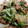 TYSK's cooksnap of when they made 豚肉と水菜の中華炒め.
