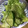 petokko's cooksnap of when they made レタスときゅうりの中華風サラダ.