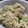 クックFUKKY☆'s cooksnap of when they made 桜えびと枝豆の炊き込みご飯.