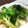 ちゅーりっぷママ☆'s cooksnap of when they made 簡単すぎる！ブロッコリーの蒸し焼き.
