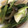 collar☆'s cooksnap of when they made 壬生菜と揚げとしめじの炊いたん.