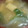 あゆたっくん's cooksnap of when they made 大根と油揚げの味噌汁.