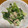 しっちゃん♪'s cooksnap of when they made 自担、簡単！小松菜のツナマヨサラダ風.
