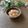 ヒロたんw's cooksnap of when they made いつもの常備菜　圧力鍋で白花豆煮.