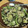 クロ８５'s cooksnap of when they made 茄子と挽き肉のナンプラー炒め.