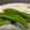 にゃつめ〜's cooksnap of when they made スナップエンドウのぬか漬け♪.
